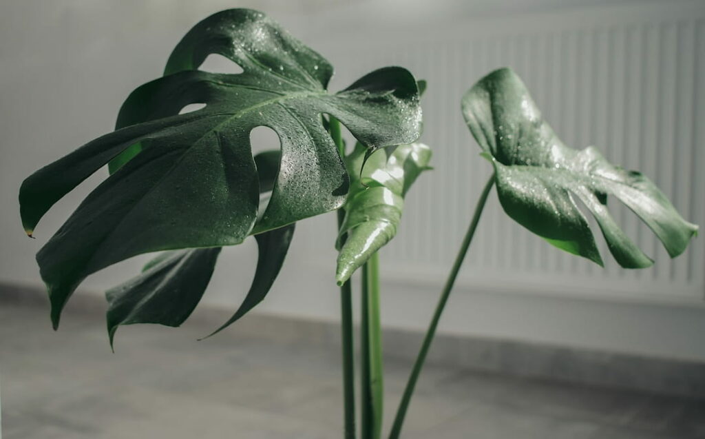 split leaf money plant