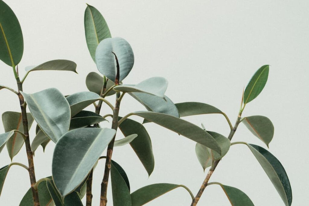 variegated rubber tree plant