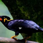 The symbolism and beauty of the state bird of Meghalaya