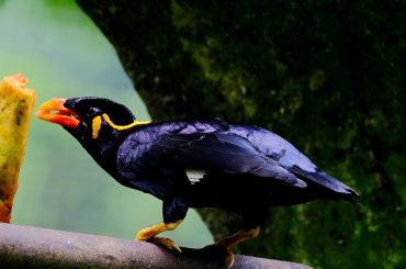 The symbolism and beauty of the state bird of Meghalaya