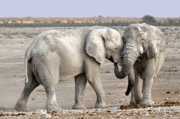 First National Park in India: Corbett National Park