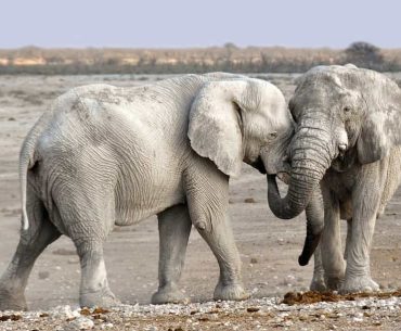 First National Park in India: Corbett National Park