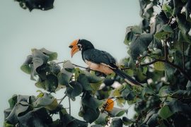 Explore the Rich Avian Diversity of Kaziranga National Park Birds