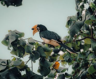 Explore the Rich Avian Diversity of Kaziranga National Park Birds