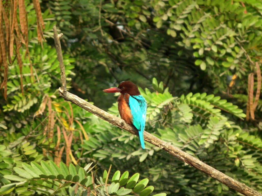 kaziranga national park birds