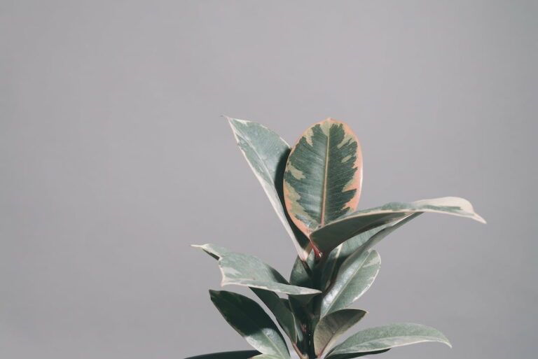 10 Indoor Plants for Oxygen: Breathe clean air with these oxygen ...