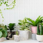 13 big leaf indoor plants: add green beauty to your space!