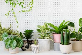 13 big leaf indoor plants: add green beauty to your space!