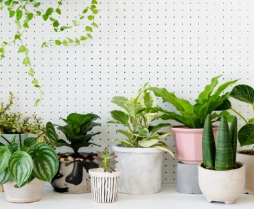 13 big leaf indoor plants: add green beauty to your space!