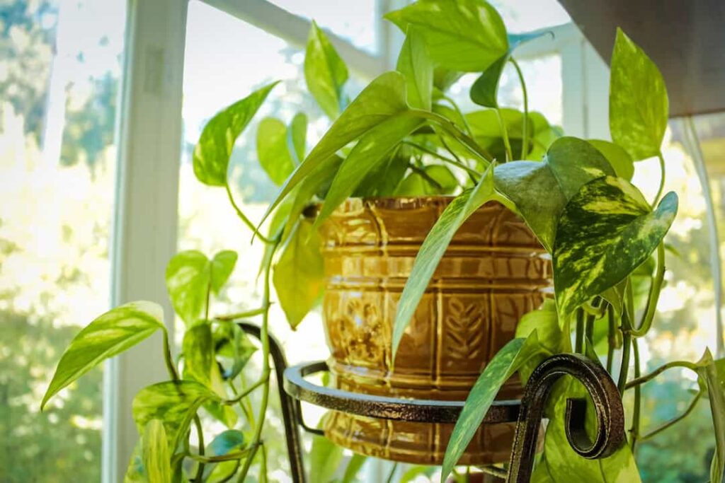 indoor plants for oxygen