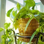 Unlocking prosperity: the charm of the golden money plant