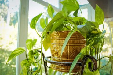 Unlocking prosperity: the charm of the golden money plant