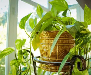 Unlocking prosperity: the charm of the golden money plant