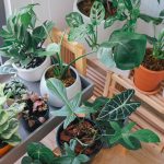 Breathe easy: Discover the top 10 indoor plants for oxygen