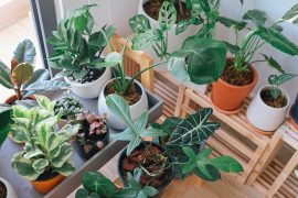 Breathe easy: Discover the top 10 indoor plants for oxygen