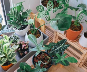 Breathe easy: Discover the top 10 indoor plants for oxygen