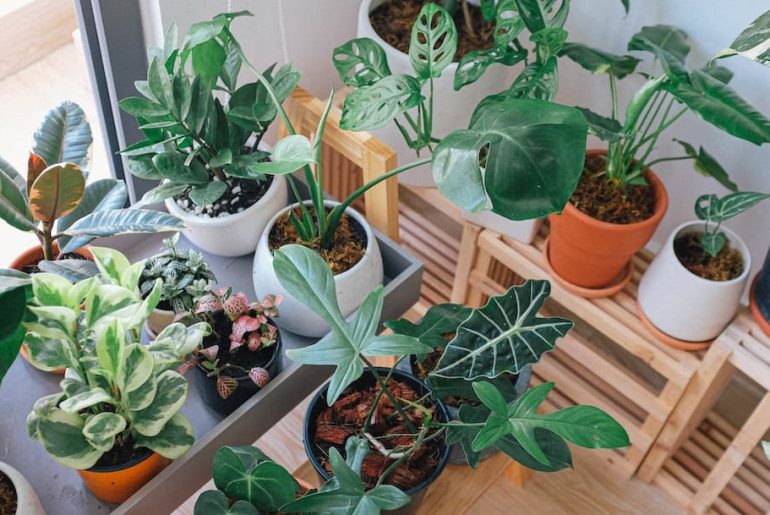 indoor plants for oxygen