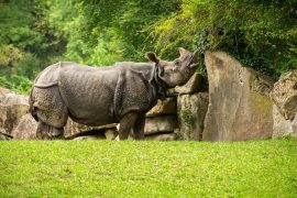 Exploring the beautiful Orang National Park: A Haven for Wildlife