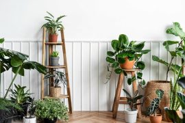 Explore the different types of money plants for prosperity and good luck