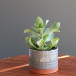 Unlocking prosperity: the charm of the jade money plant