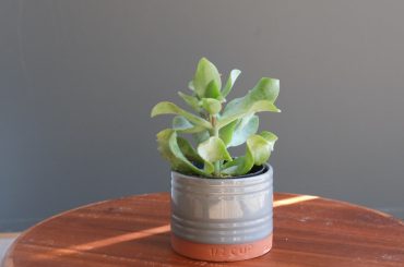 Unlocking prosperity: the charm of the jade money plant