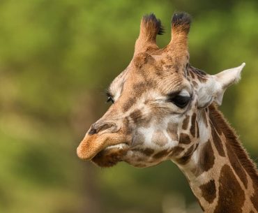 Assam State Zoo: Protecting Wildlife and Caring for Animals