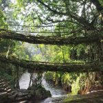 Discover the breathtaking beauty of Double Decker Living Root Bridge