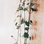 Bringing Prosperity Home: The Hanging Money Plant