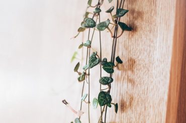 Bringing Prosperity Home: The Hanging Money Plant