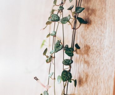 Bringing Prosperity Home: The Hanging Money Plant