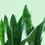 Exploring the beauty of the Moonshine Snake Plant