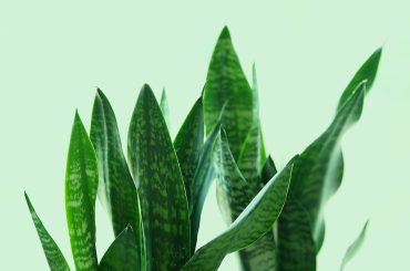 Exploring the beauty of the Moonshine Snake Plant