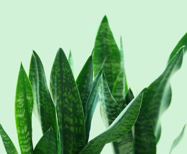 Exploring the beauty of the Moonshine Snake Plant