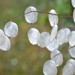 Discover the beauty of the Silver Dollar Plant