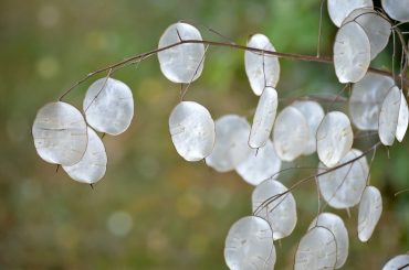 Discover the beauty of the Silver Dollar Plant