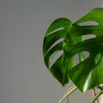 Discover the fascinating world of Split Leaf Money Plant