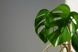 Discover the fascinating world of Split Leaf Money Plant