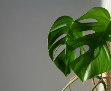 Discover the fascinating world of Split Leaf Money Plant