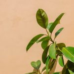 The variegated rubber tree plant: nature’s splash of color