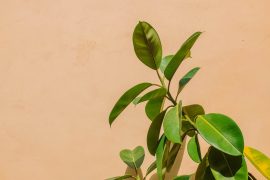 The variegated rubber tree plant: nature’s splash of color