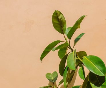 The variegated rubber tree plant: nature’s splash of color