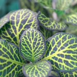 Discover the amazing Watermelon Peperomia Plant!