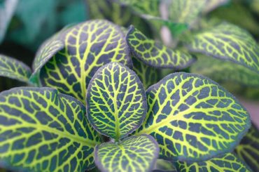 Discover the amazing Watermelon Peperomia Plant!