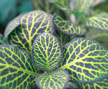 Discover the amazing Watermelon Peperomia Plant!